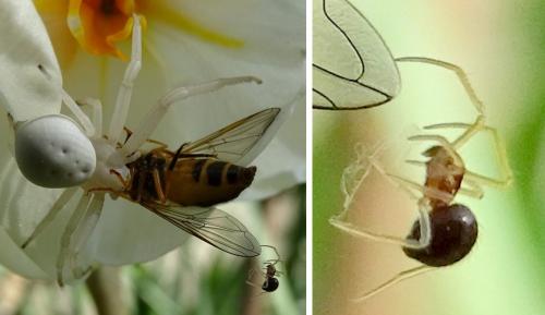 Misumena vatia